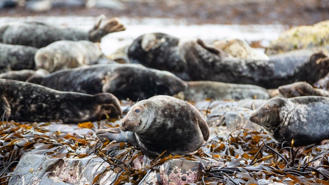 Group of grey seals on the Farne Islands, Northumberland